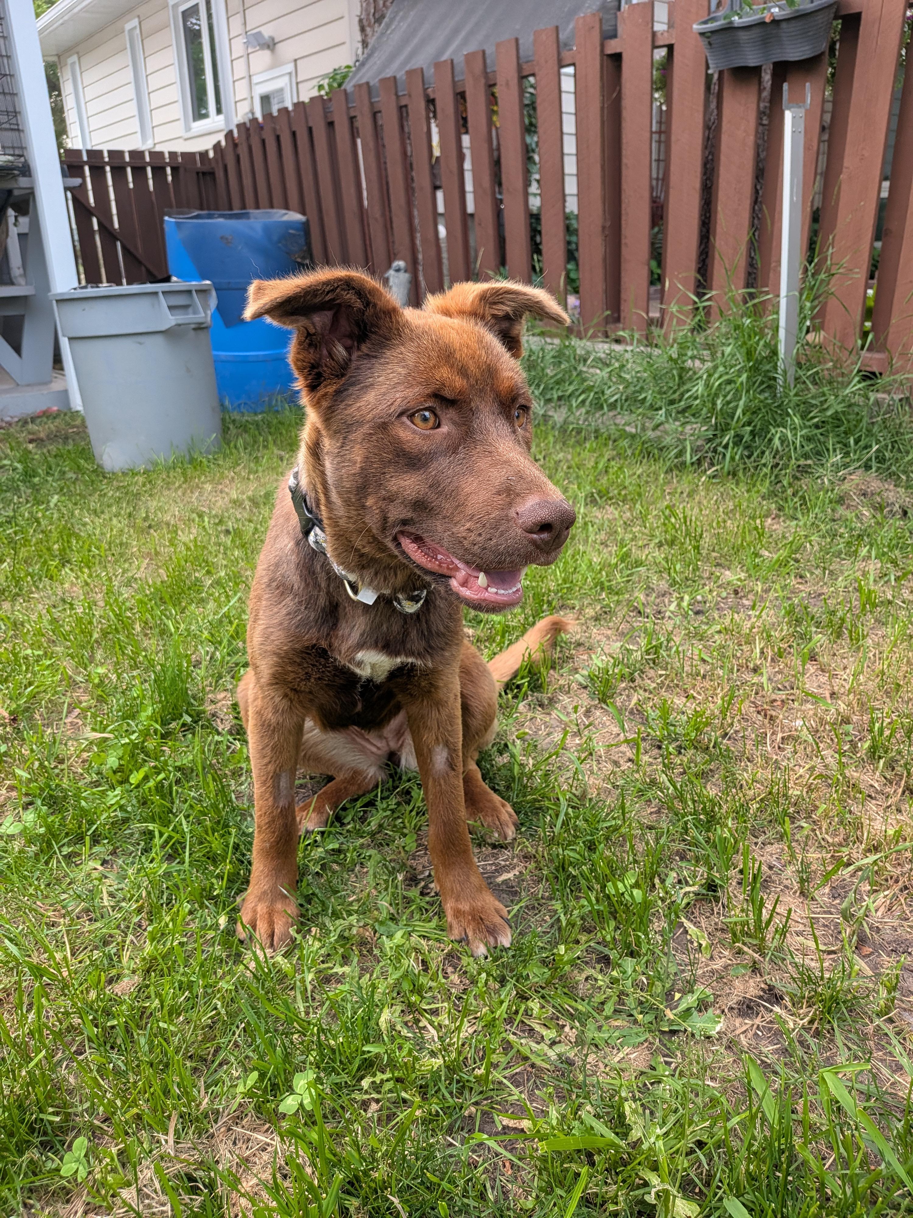 Enlarge Brownie, a Adoptable Mixed Breed in Edmonton, AB image 1/6