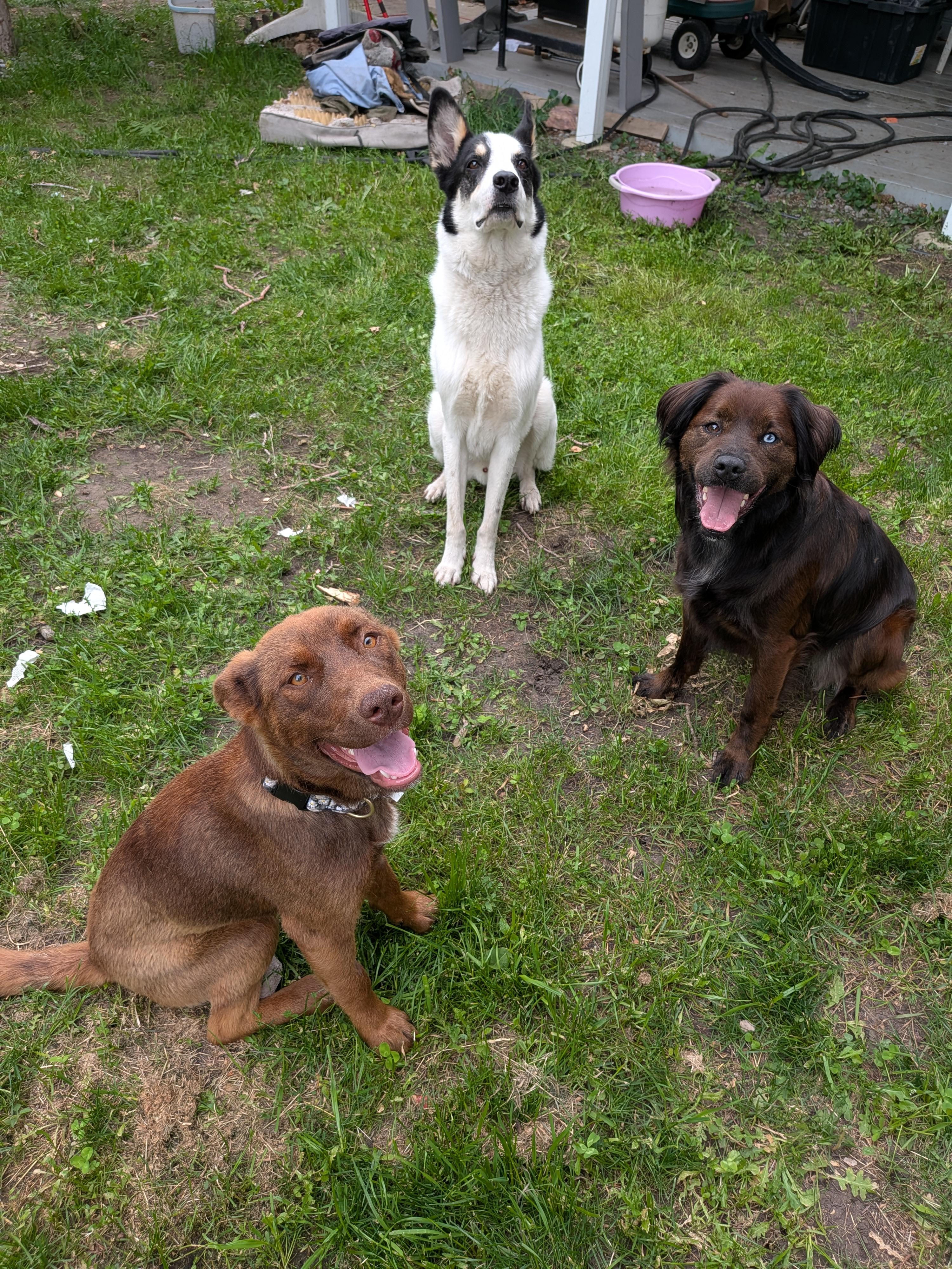 Enlarge Brownie, a Adoptable Mixed Breed in Edmonton, AB image 4/6