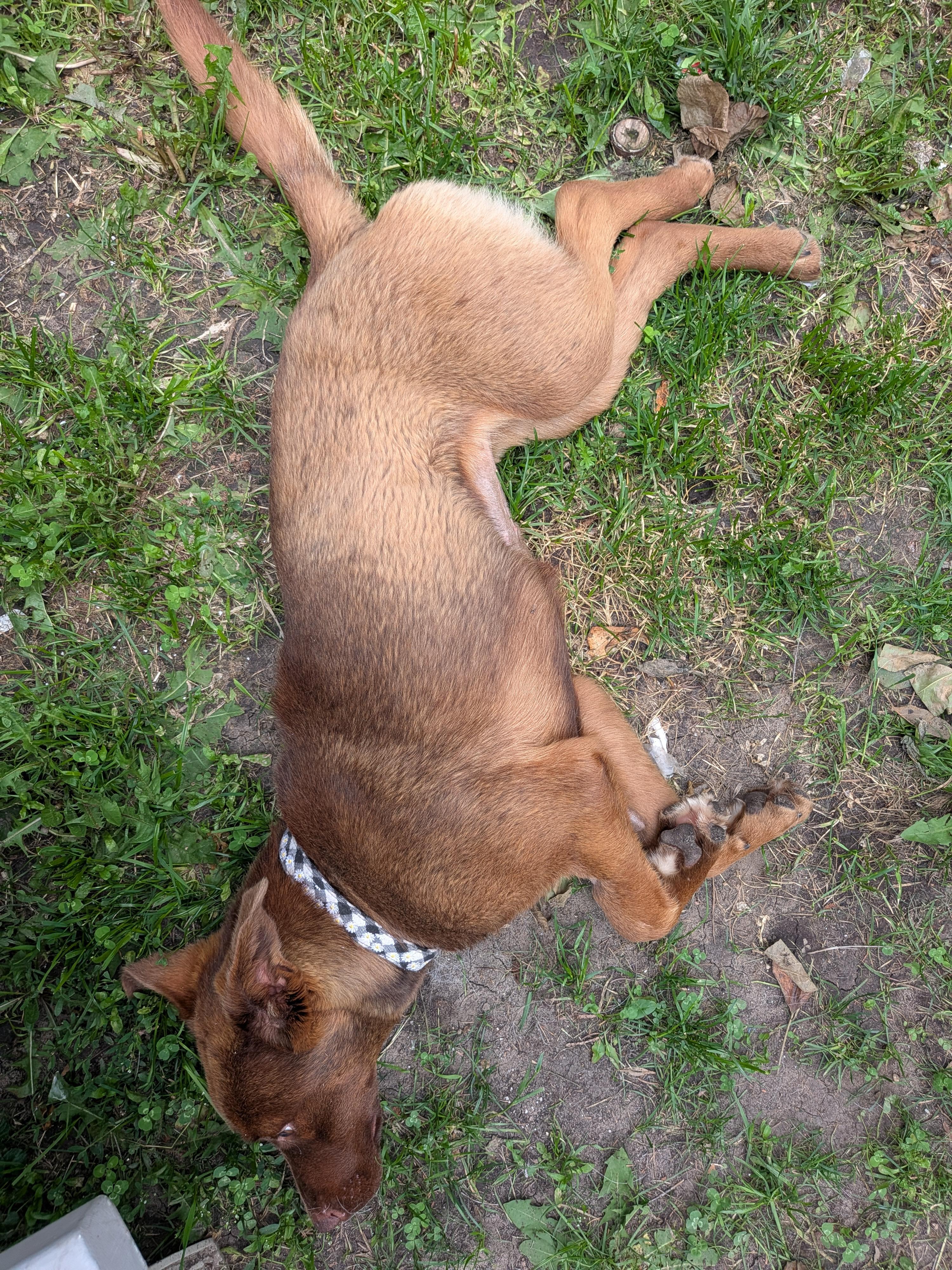 Enlarge Brownie, a Adoptable Mixed Breed in Edmonton, AB image 6/6