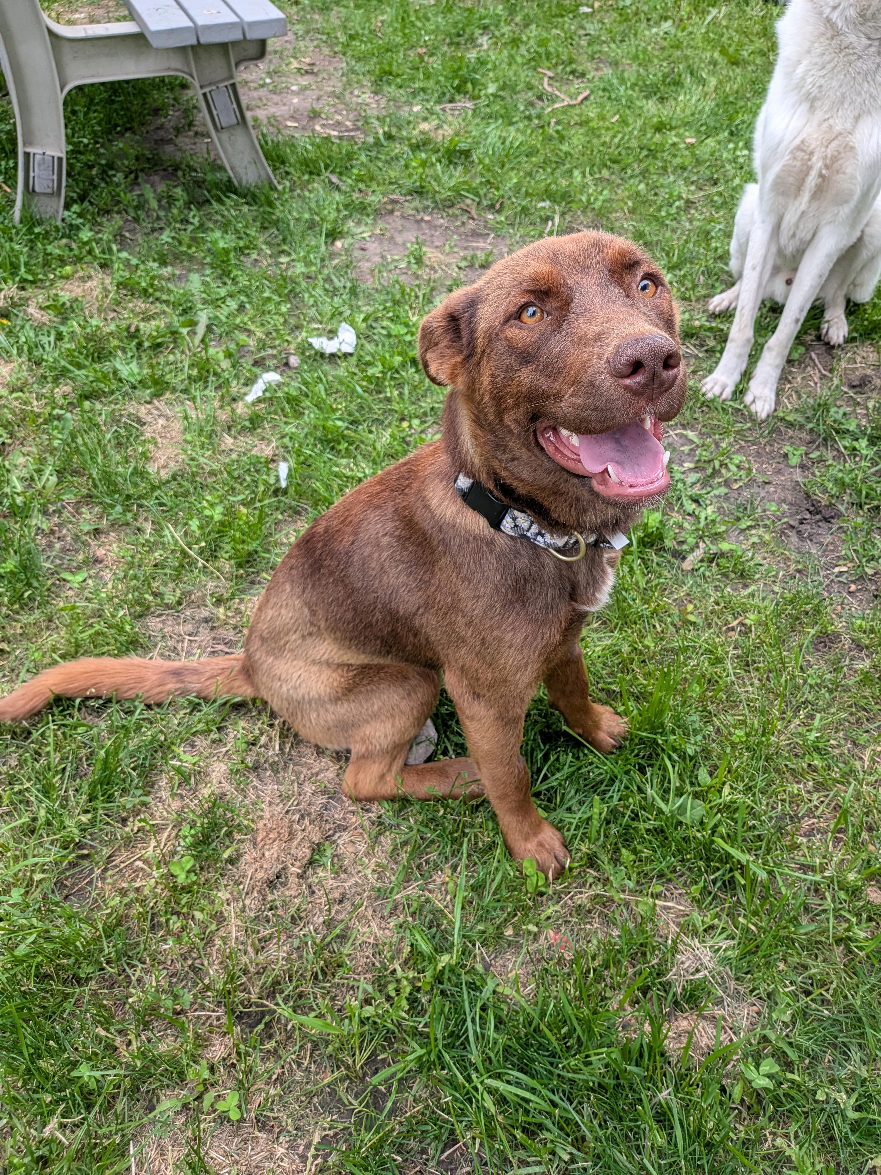 Enlarge Brownie, a Adoptable Mixed Breed in Edmonton, AB image 3/6