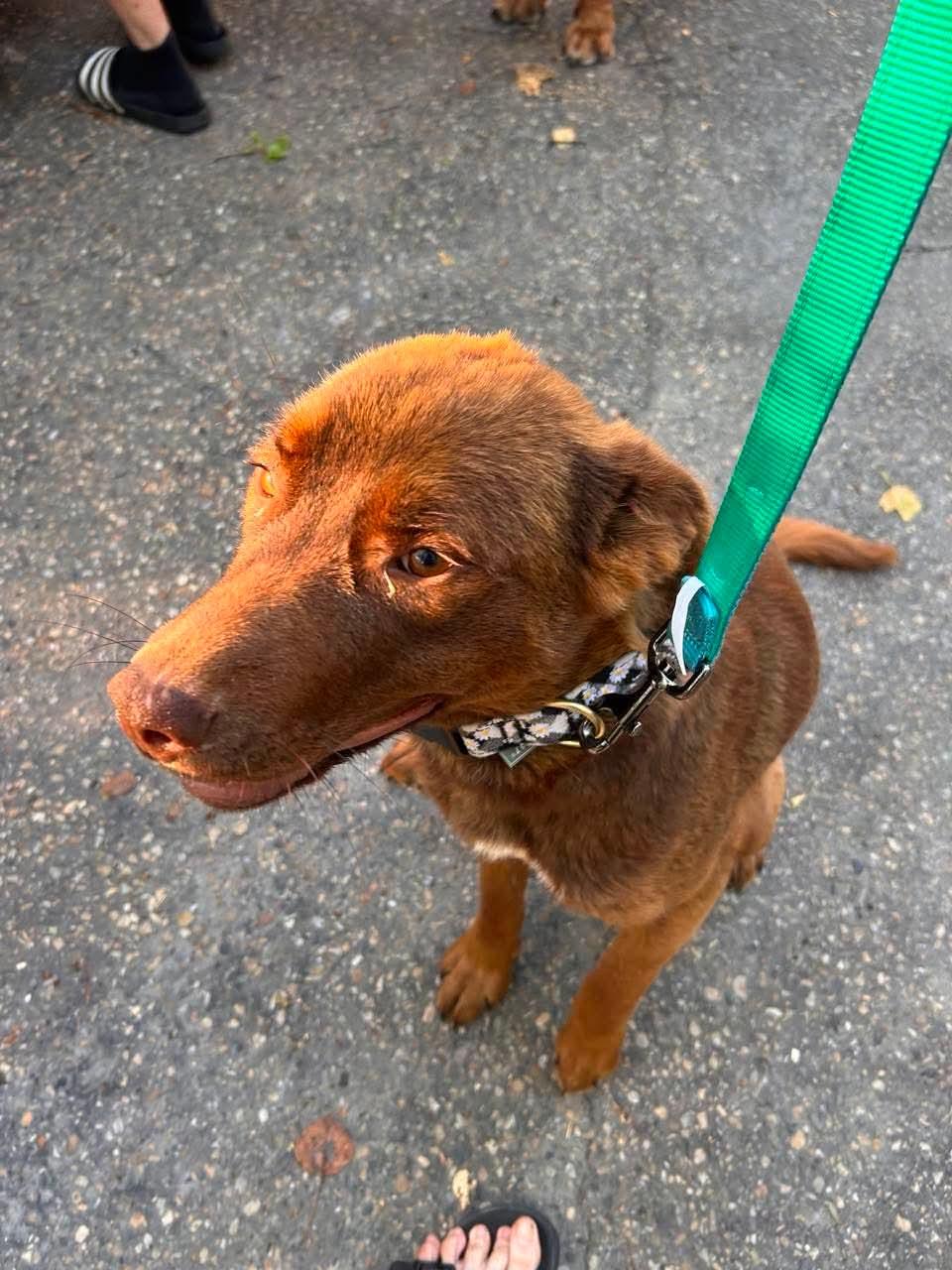 Enlarge Brownie, a Adoptable Mixed Breed in Edmonton, AB image 2/6