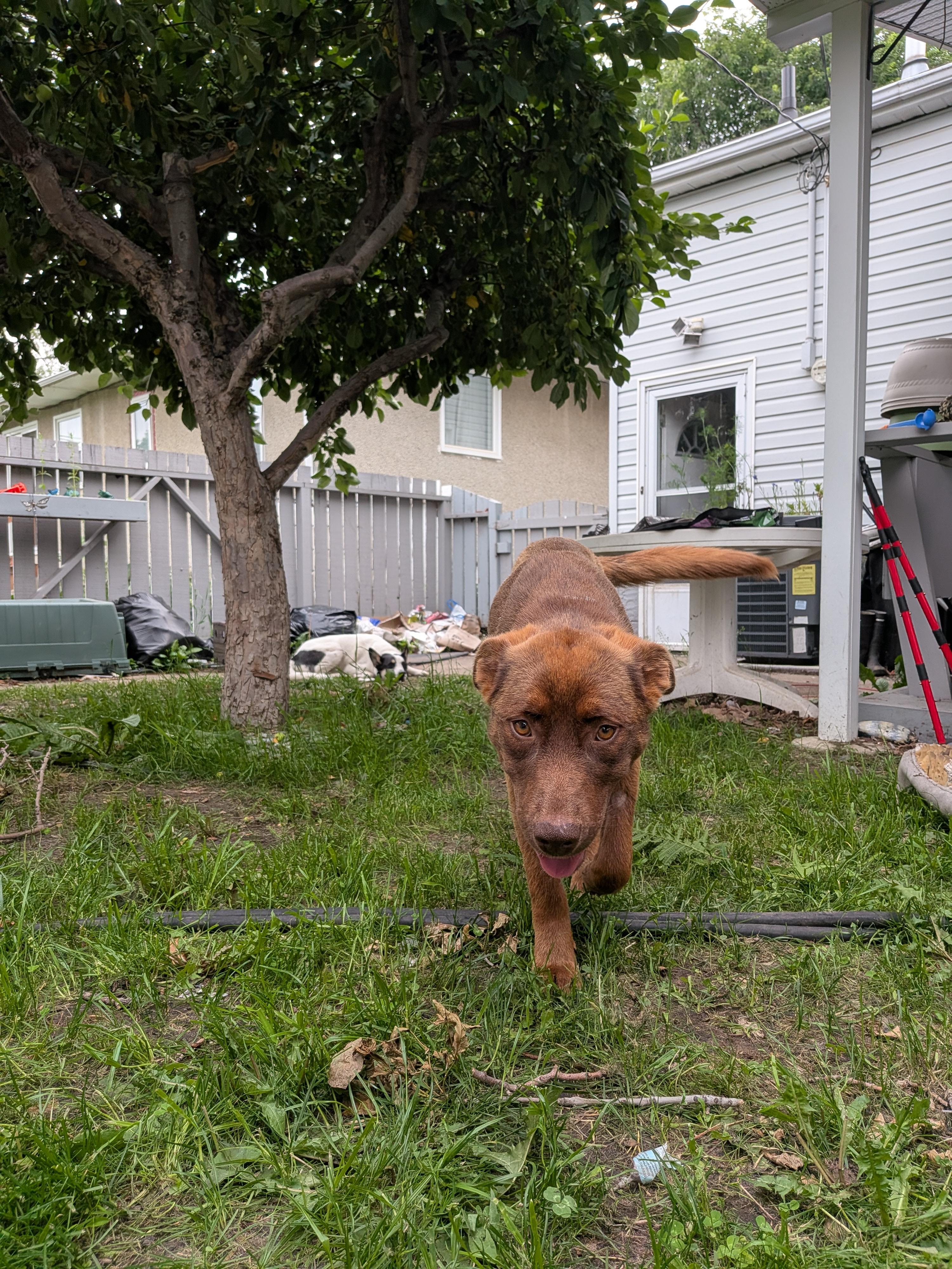 Enlarge Brownie, a Adoptable Mixed Breed in Edmonton, AB image 5/6