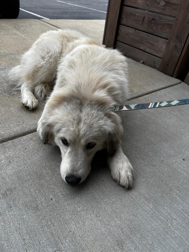 Ken, Adoptable, Young Male Great Pyrenees.