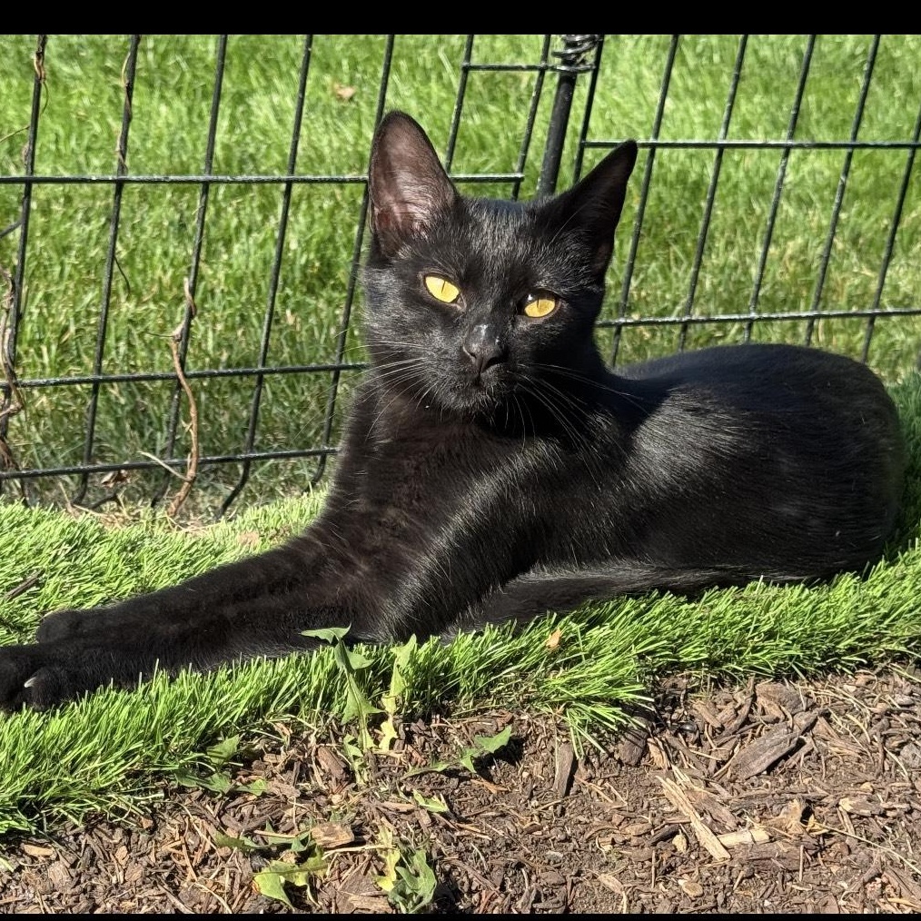 Enlarge Brandy, a Adoptable Domestic Short Hair in Rochester Hills, MI image 2/4