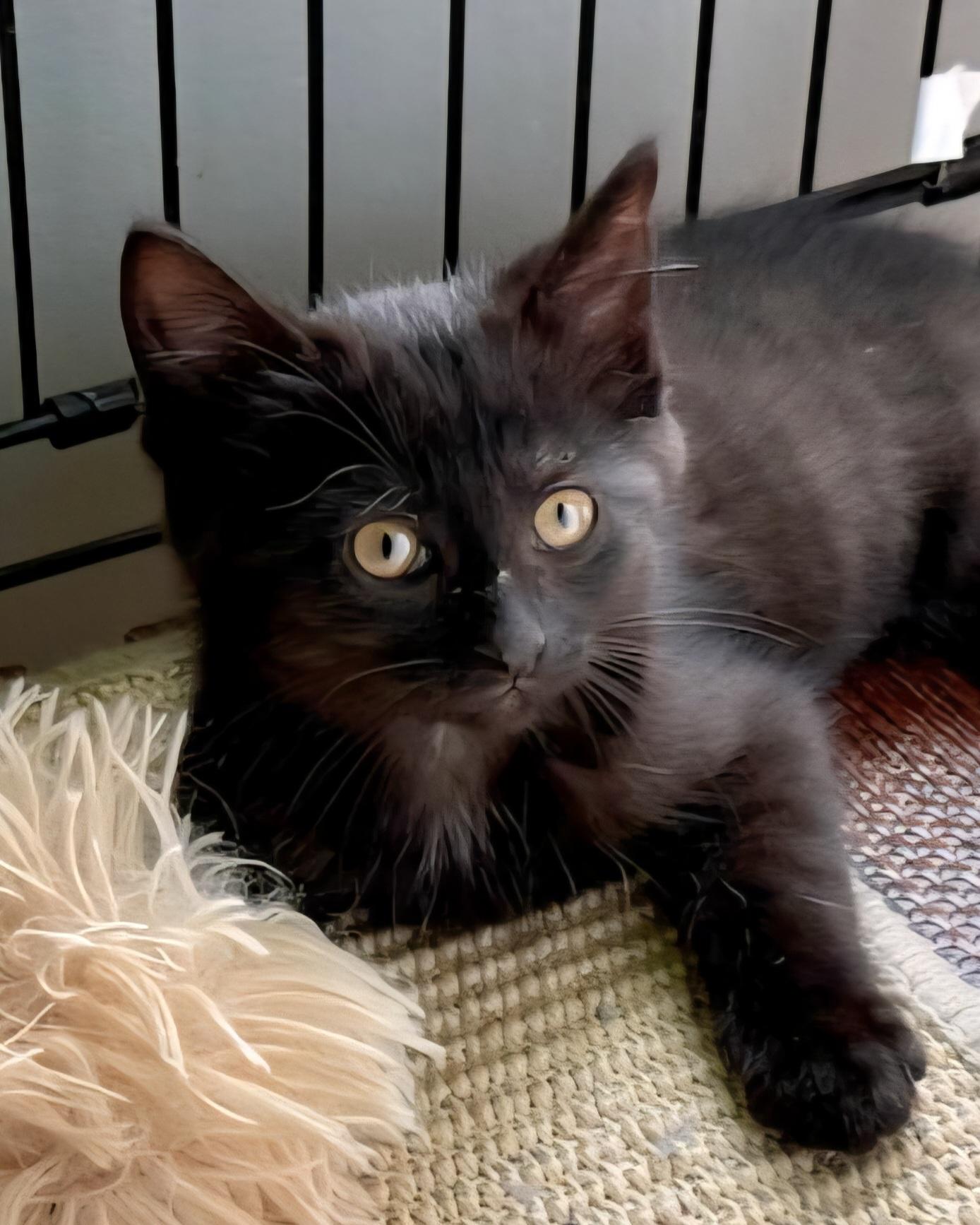 Enlarge Brandy, a Adoptable Domestic Short Hair in Rochester Hills, MI image 3/4