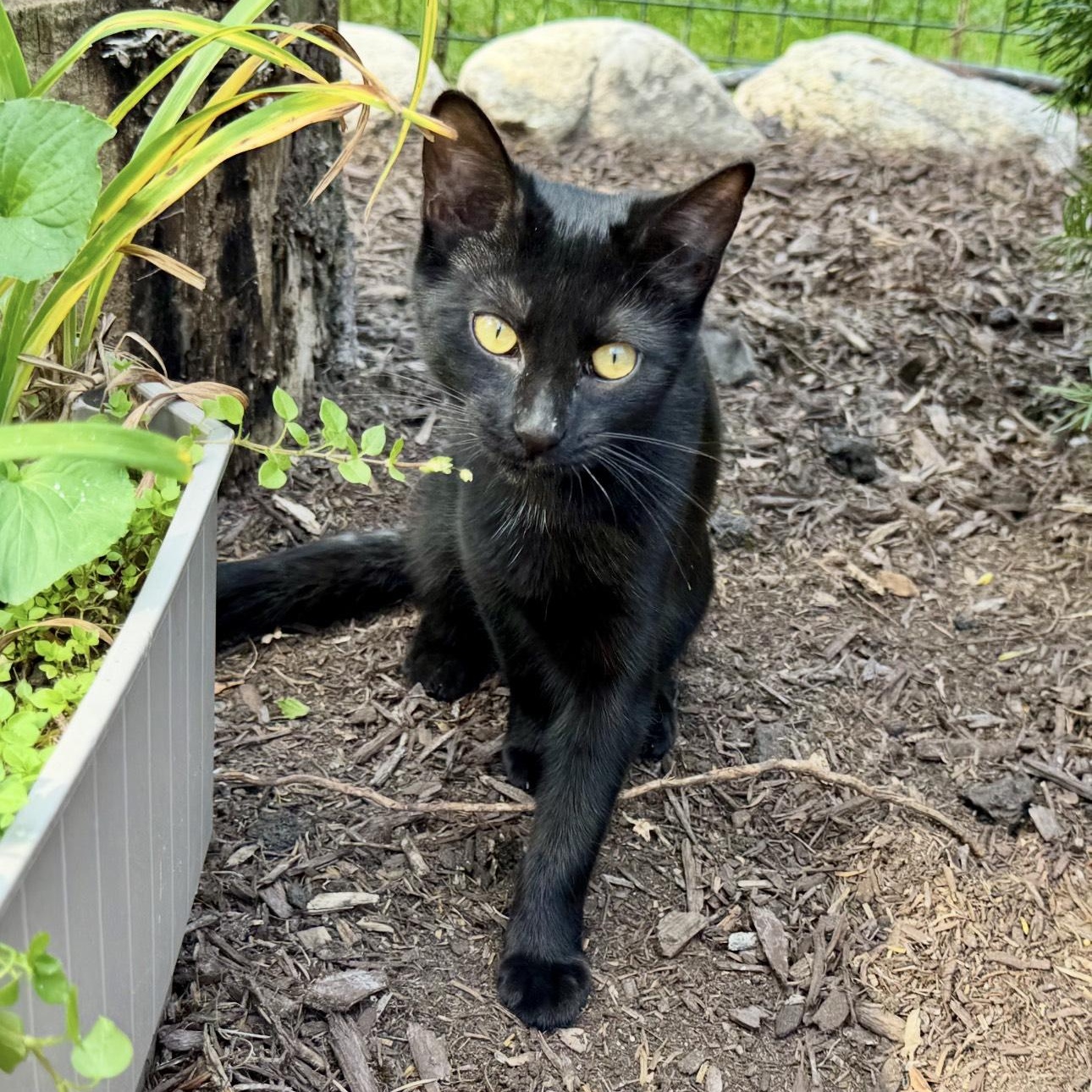 Enlarge Brandy, a Adoptable Domestic Short Hair in Rochester Hills, MI image 1/4