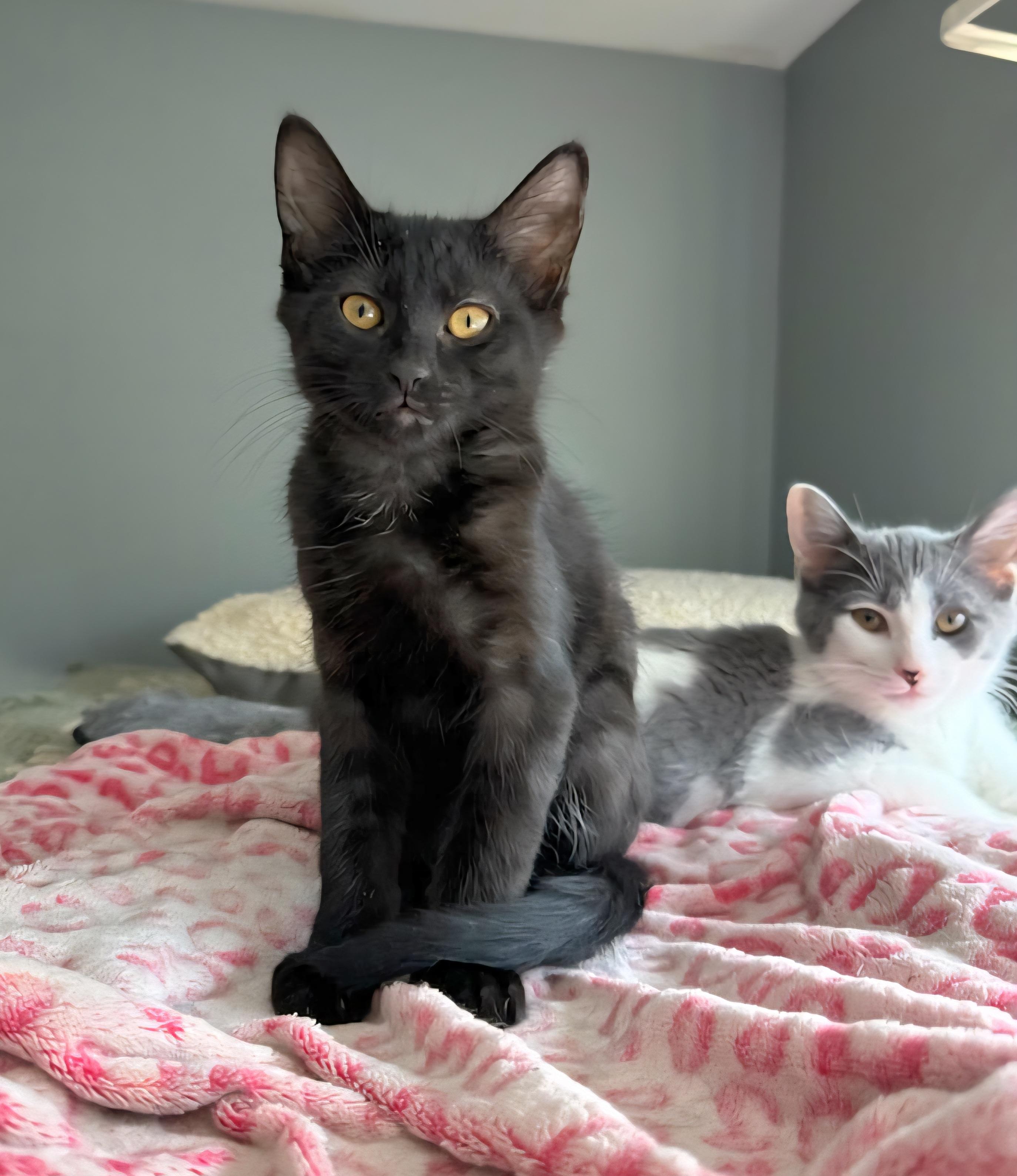 Enlarge Brandy, a Adoptable Domestic Short Hair in Rochester Hills, MI image 4/4