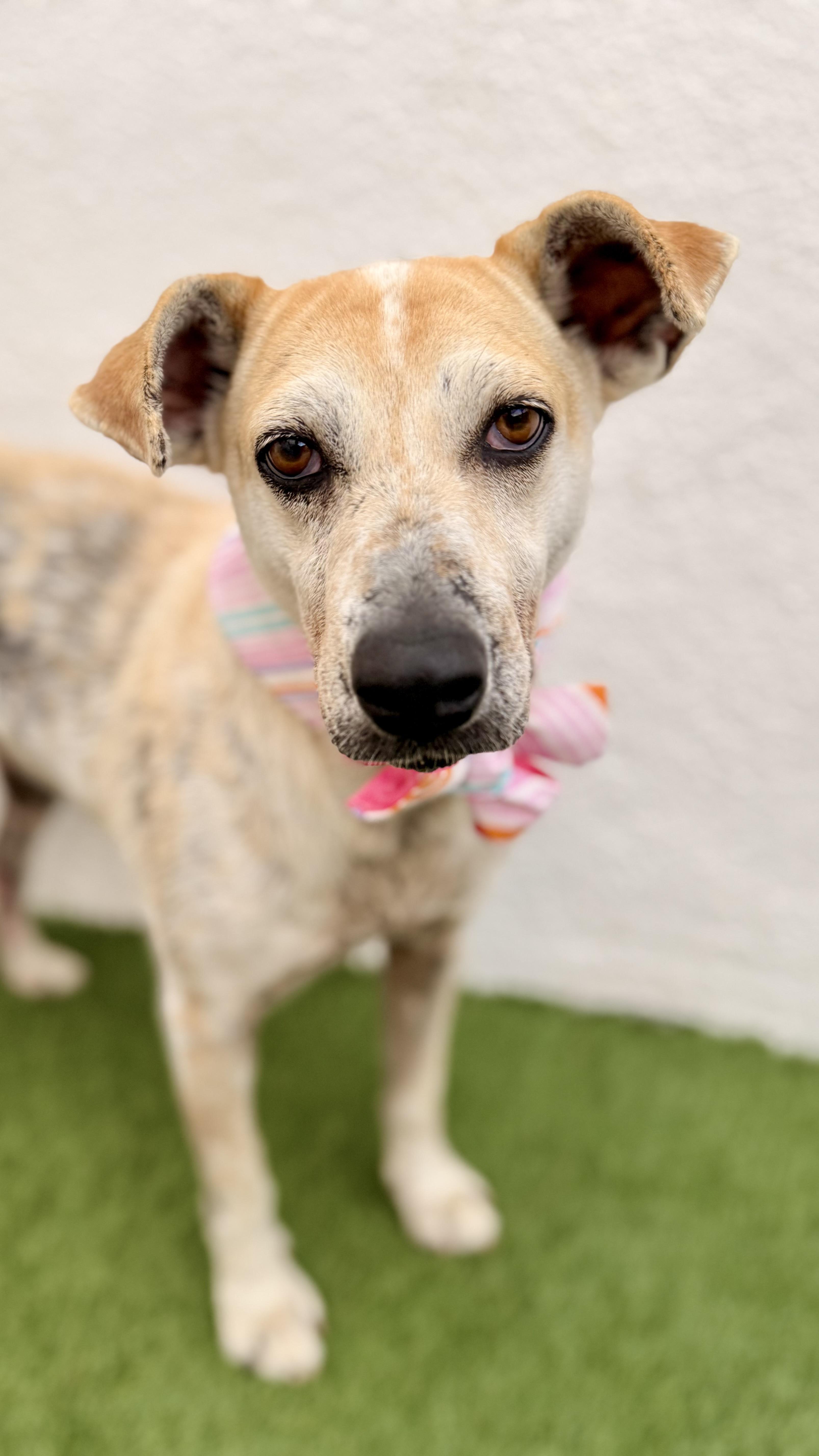 Enlarge MOLLY, a Adoptable mixed breed in San Diego, CA image 2/6