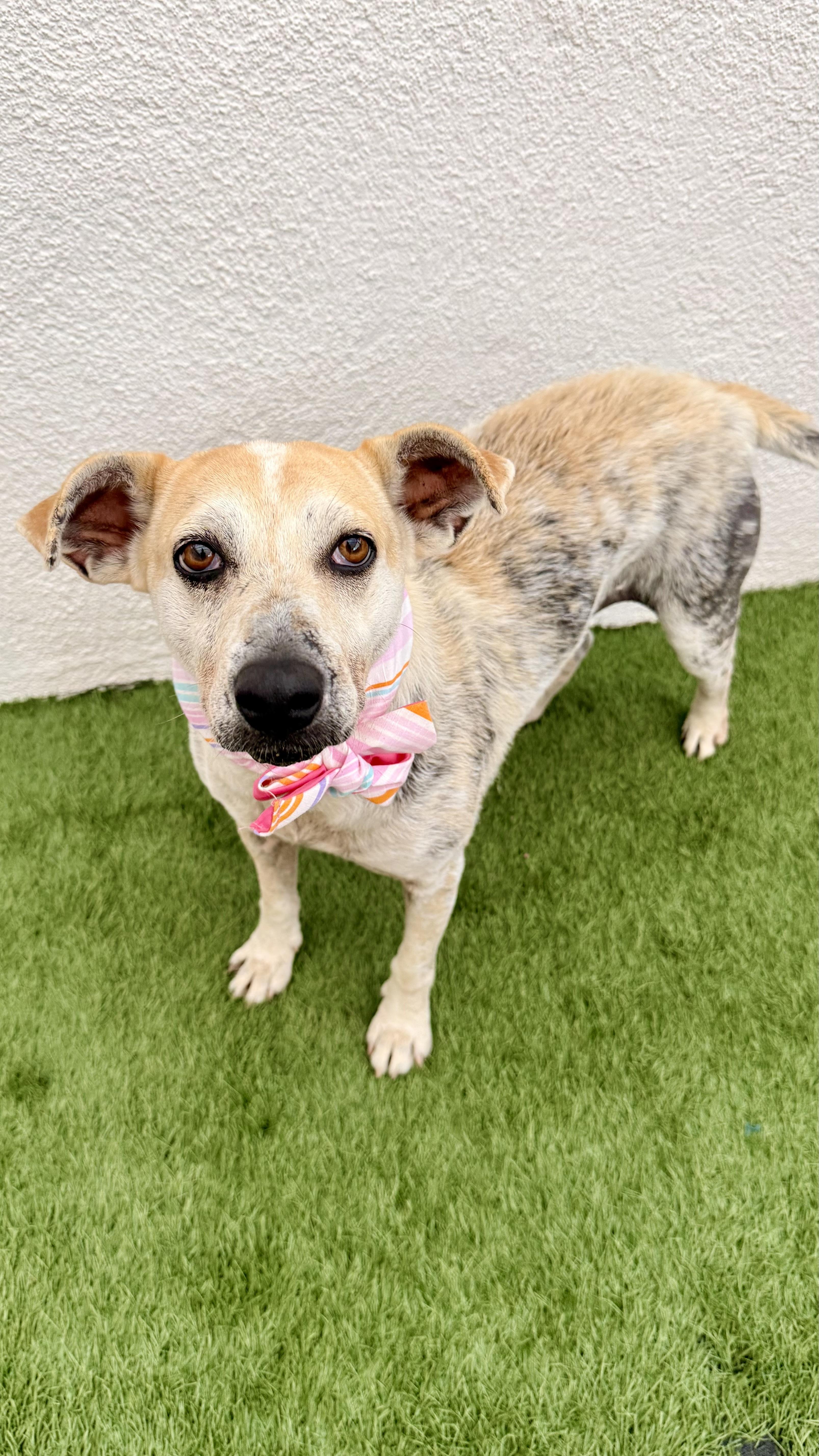 Enlarge MOLLY, a Adoptable mixed breed in San Diego, CA image 3/6
