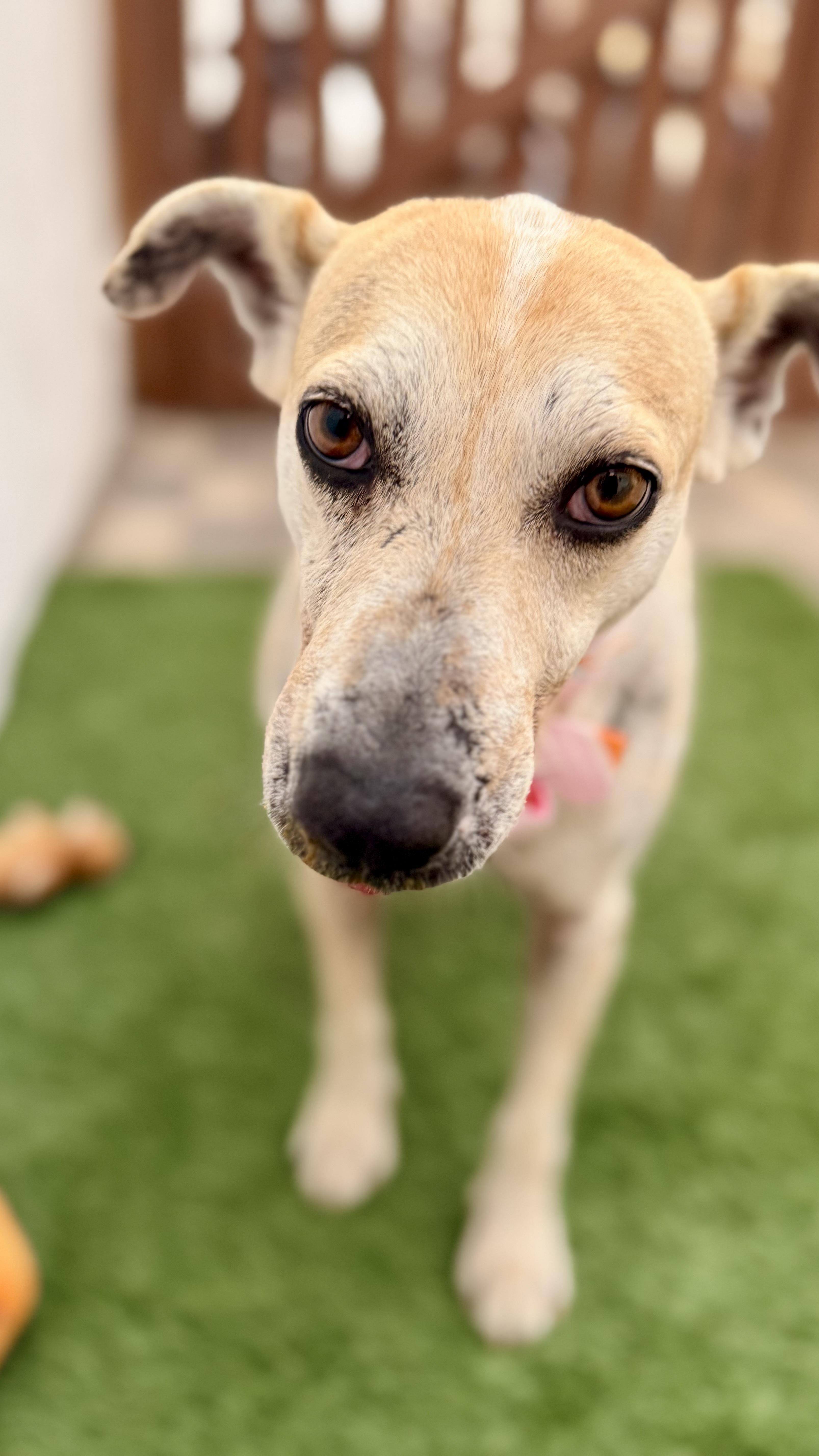 Enlarge MOLLY, a Adoptable mixed breed in San Diego, CA image 4/6