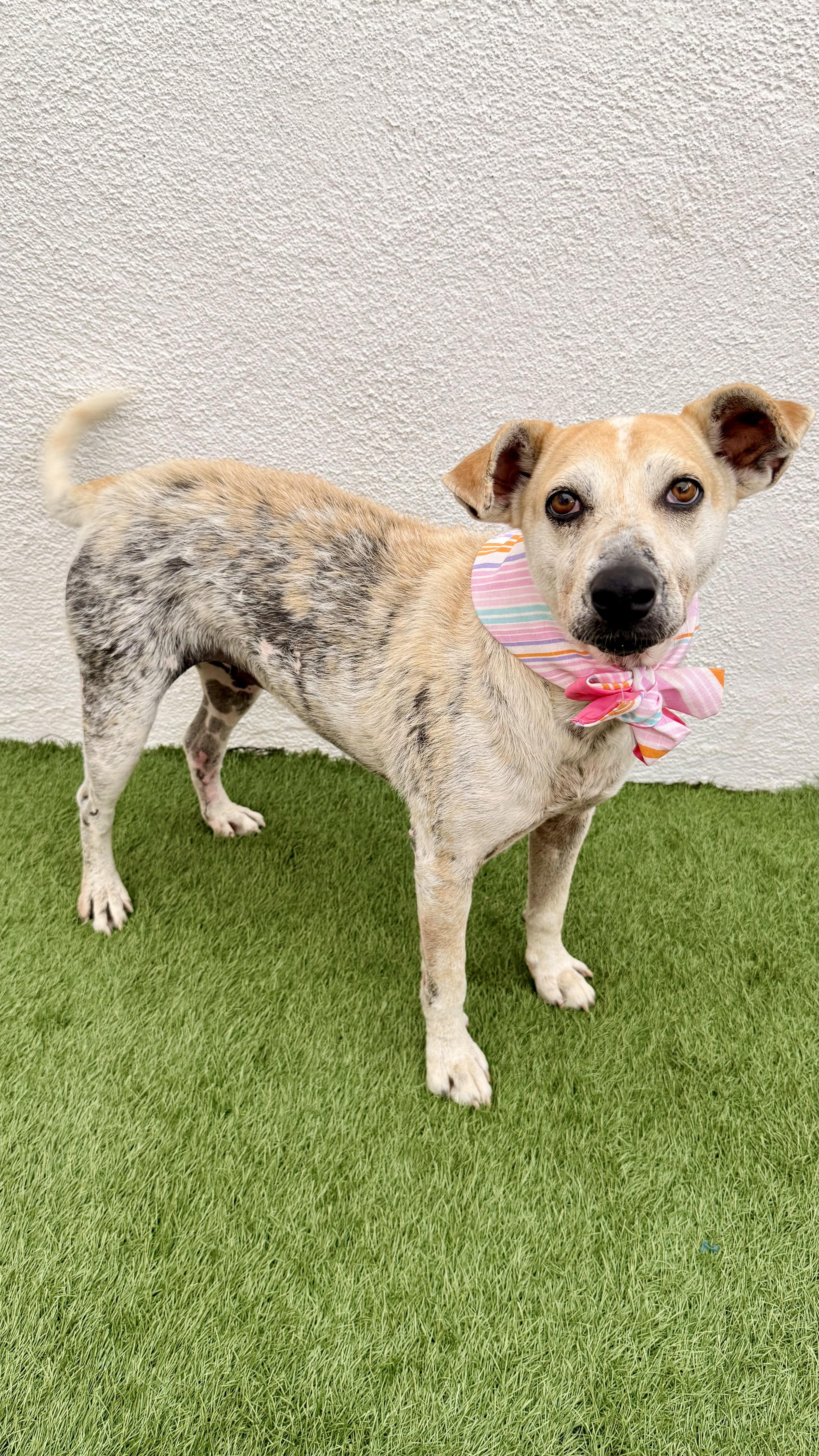 MOLLY, Adoptable, Adult Female Black Mouth Cur & Labrador Retriever.