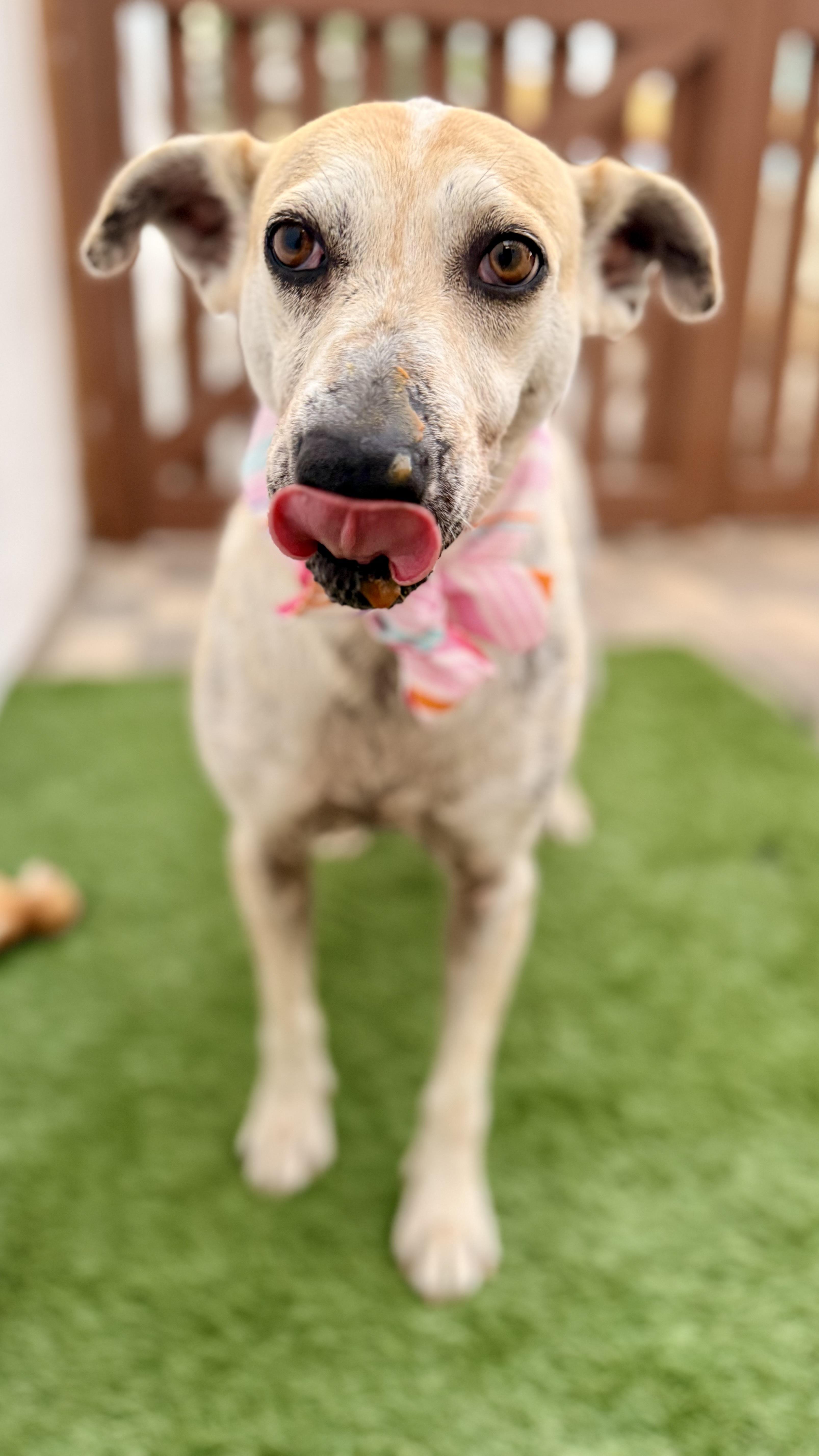 Enlarge MOLLY, a Adoptable mixed breed in San Diego, CA image 5/6