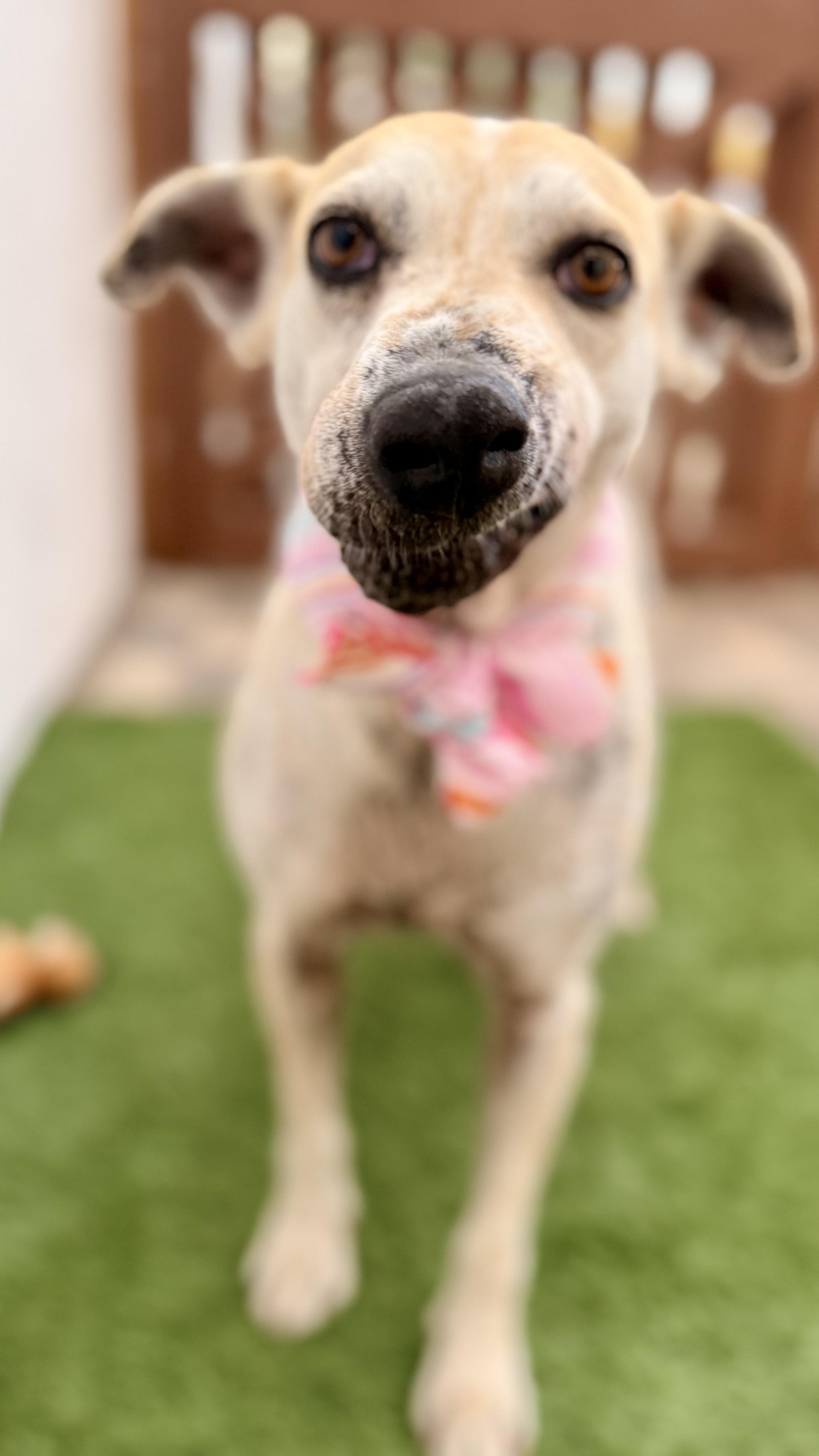 Enlarge MOLLY, a Adoptable mixed breed in San Diego, CA image 6/6