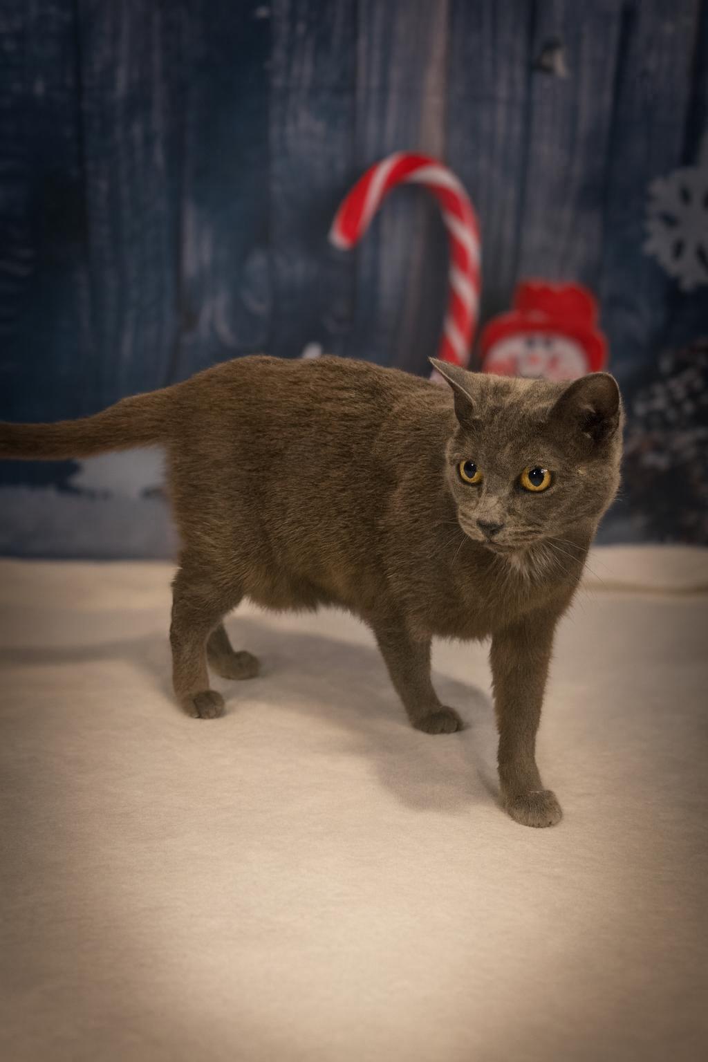 Enlarge Sweetie, a Adoptable Domestic Short Hair in Ramsey, IN image 1/3