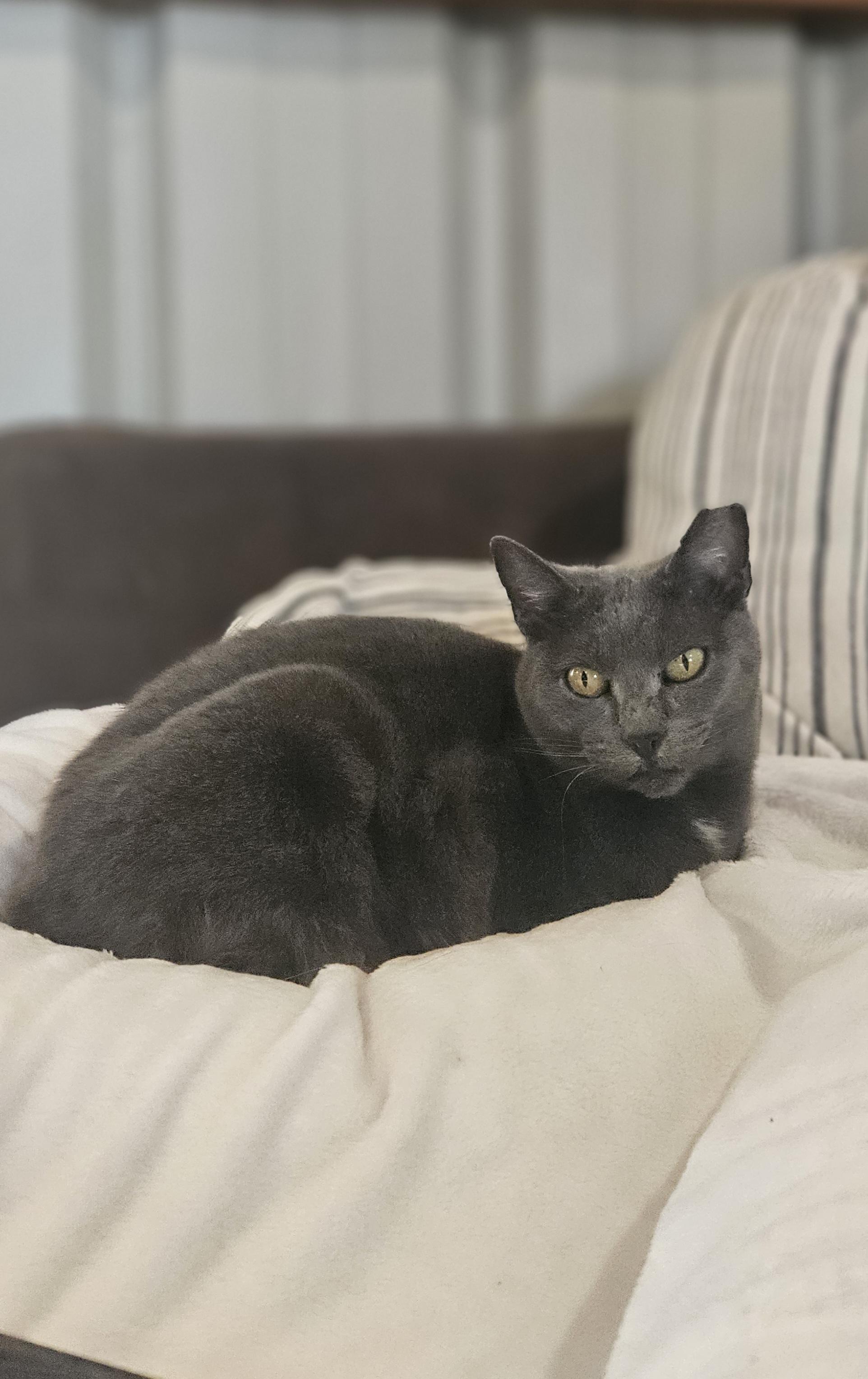 Enlarge Sweetie, a Adoptable Domestic Short Hair in Ramsey, IN image 2/3