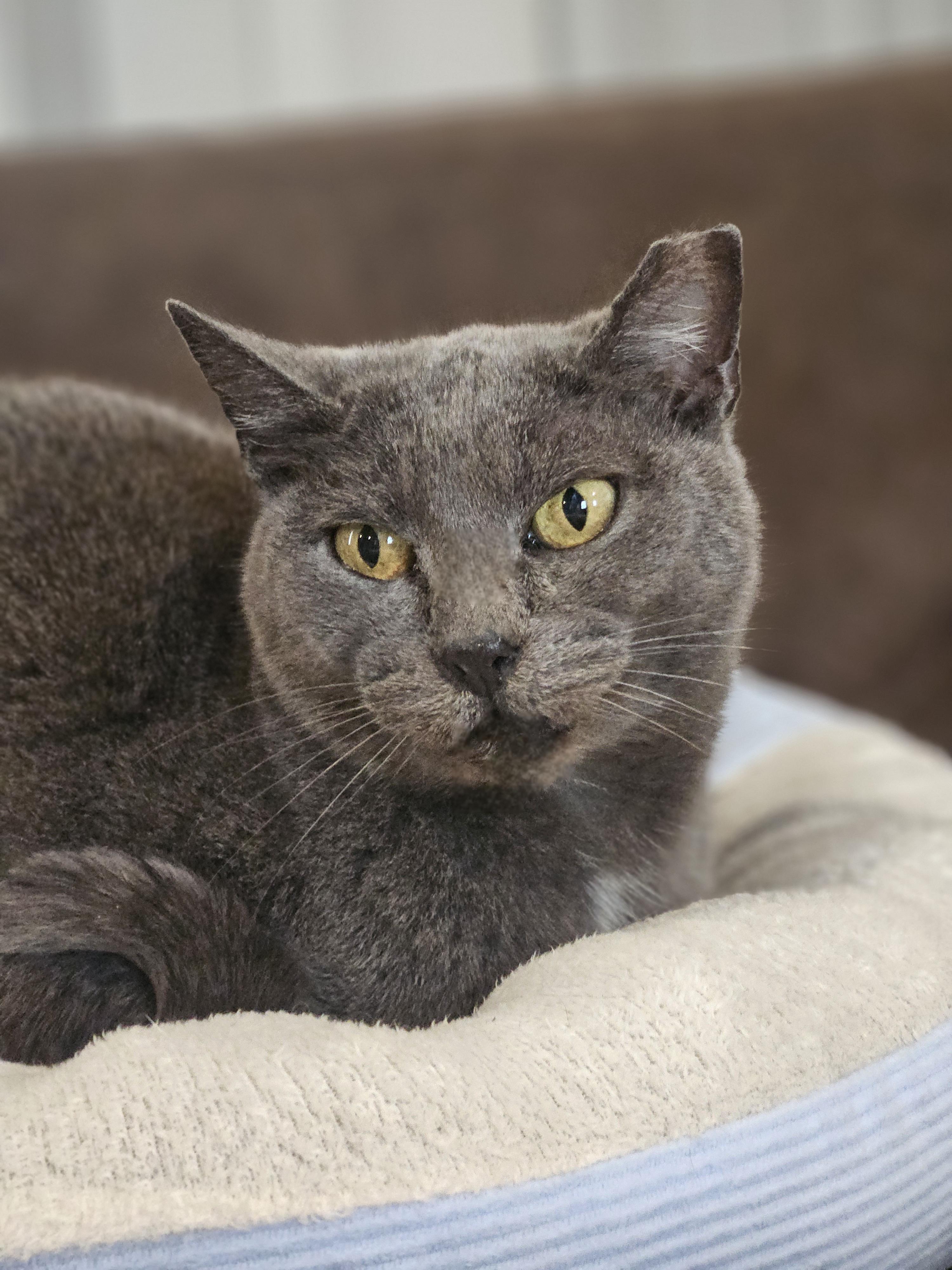 Enlarge Sweetie, a Adoptable Domestic Short Hair in Ramsey, IN image 3/3