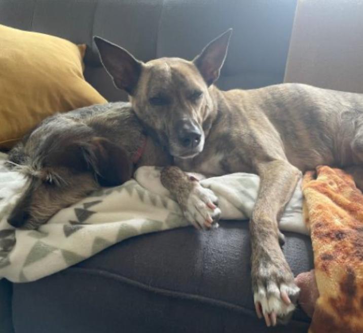 Charlee, a Adoptable mixed breed in Manchaca, TX image 1/5