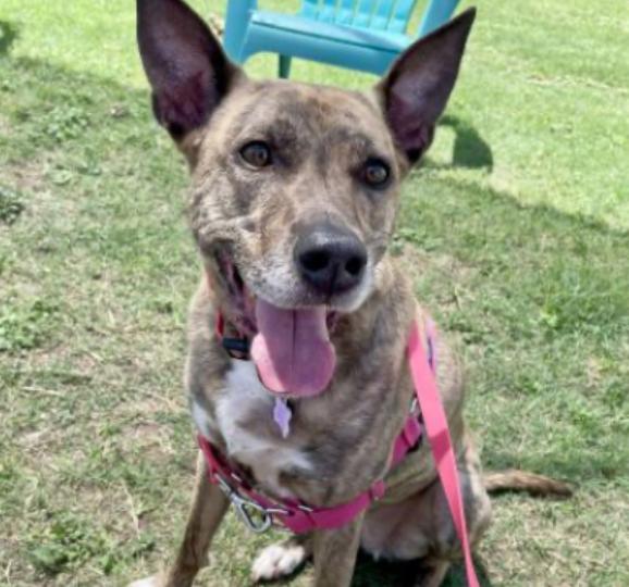 Charlee, a Adoptable mixed breed in Manchaca, TX image 3/5