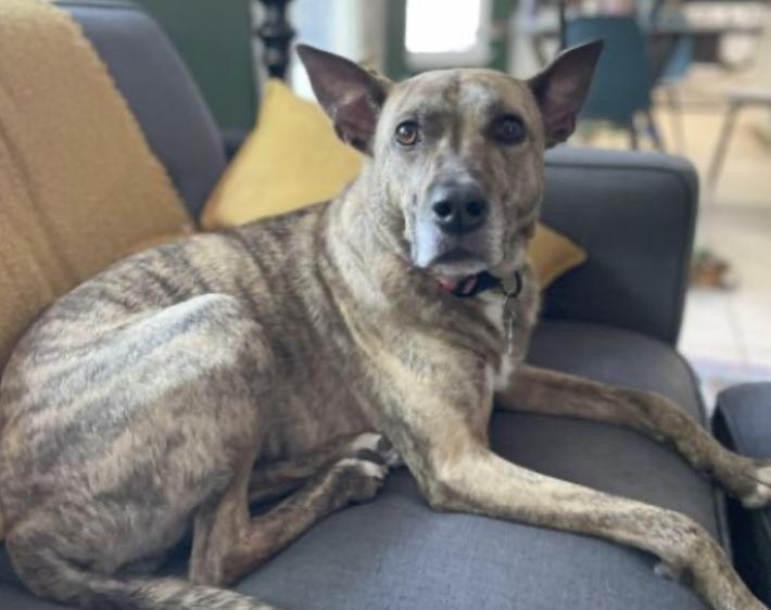 Charlee, a Adoptable mixed breed in Manchaca, TX image 4/5