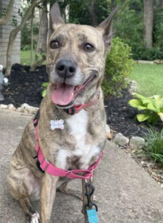 Charlee, a Adoptable mixed breed in Manchaca, TX image 5/5