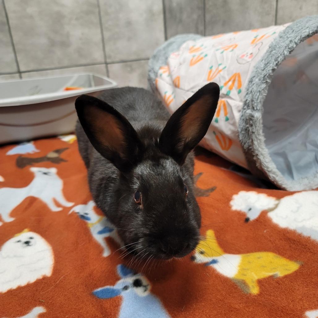 Leia, ADOPTABLE, Adult Female American.