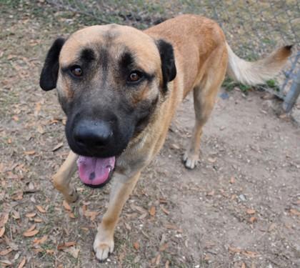 Enlarge  Charlie B. Cheezin, a ADOPTABLE mixed breed in Inverness, FL image 1/2