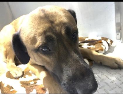 Enlarge  Charlie B. Cheezin, a ADOPTABLE mixed breed in Inverness, FL image 2/2