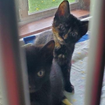 Enlarge Thumbelina and Kora, an adopted Domestic Short Hair in Hutchinson, MN image 1/6