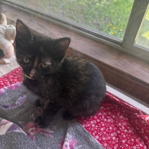 Enlarge Thumbelina and Kora, an adopted Domestic Short Hair in Hutchinson, MN image 5/6