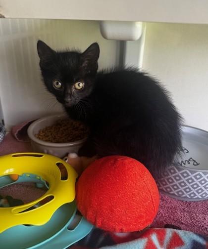 Enlarge Thumbelina and Kora, an adopted Domestic Short Hair in Hutchinson, MN image 3/6