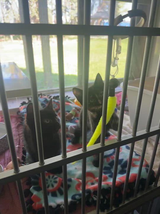 Enlarge Thumbelina and Kora, an adopted Domestic Short Hair in Hutchinson, MN video 6/6