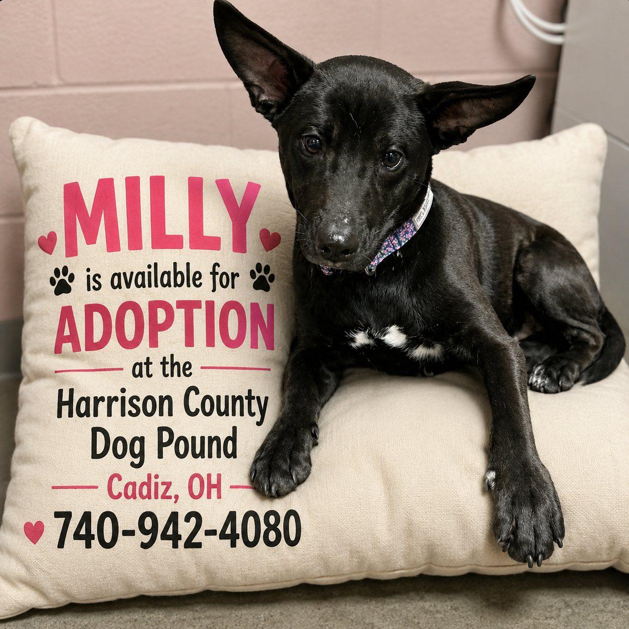 MILLY, a ADOPTABLE mixed breed in Cadiz, OH image 1/5