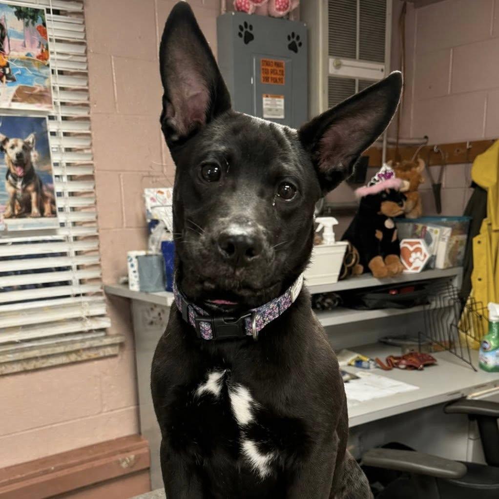 MILLY, a ADOPTABLE mixed breed in Cadiz, OH image 2/5