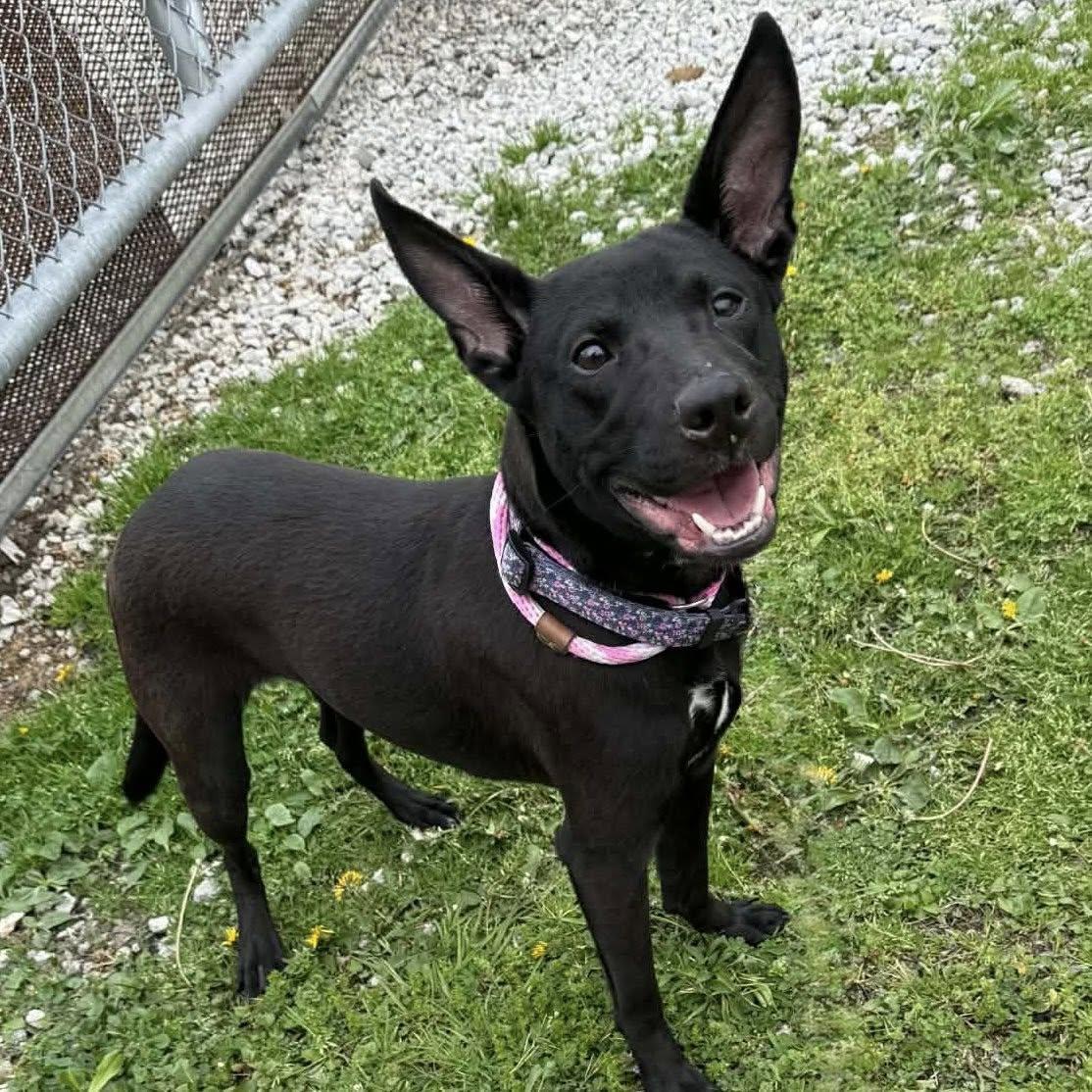 MILLY, a ADOPTABLE mixed breed in Cadiz, OH image 3/5