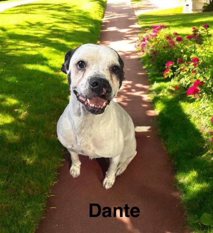Dante, a Adoptable American Bulldog in Winter haven, FL image 1/2