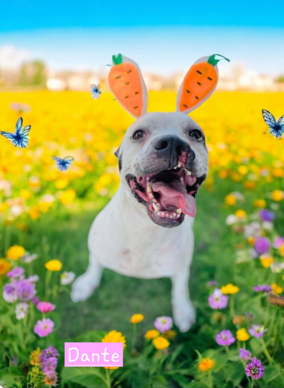 Dante, an adoptable American Bulldog in Winter haven, FL, 33880 | Photo Image 2
