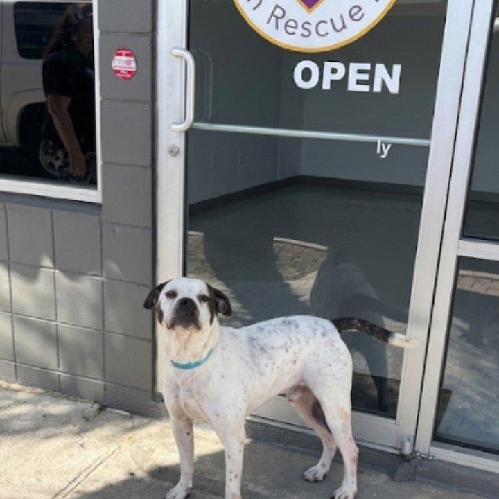 Dante, a Adoptable American Bulldog in Winter haven, FL image 1/3