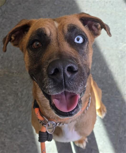 Enlarge LADY, a Adoptable mixed breed in Casper, WY image 1/1