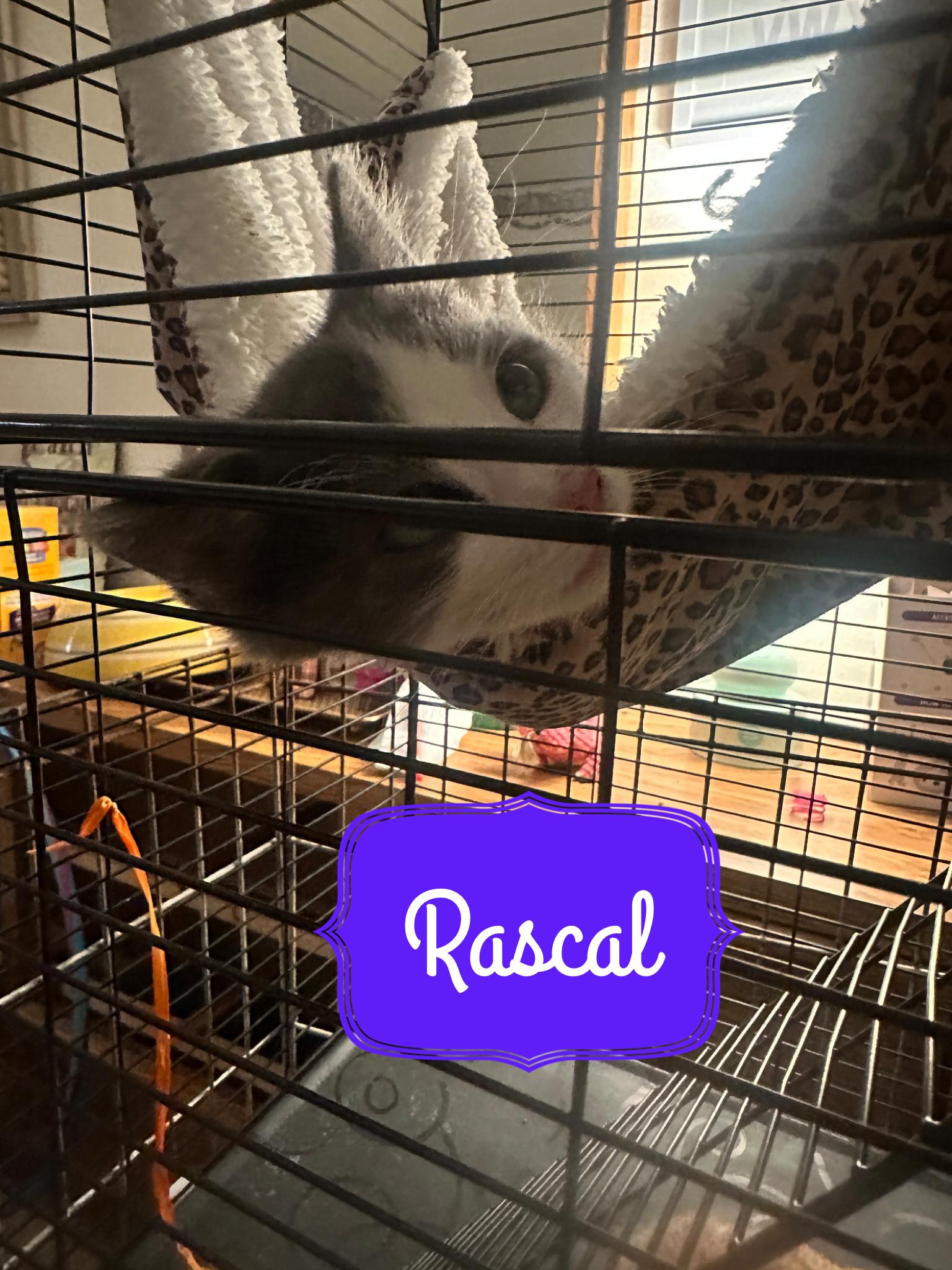 Rascal, Adopted, Kitten Male Domestic Short Hair.