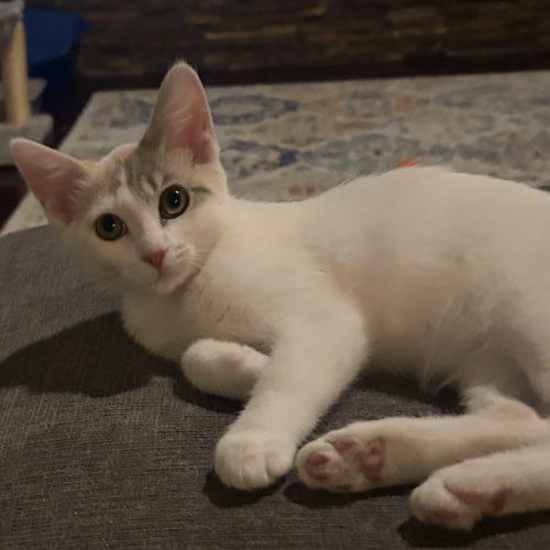 Twiggy, Adoptable, Young Female Domestic Short Hair.
