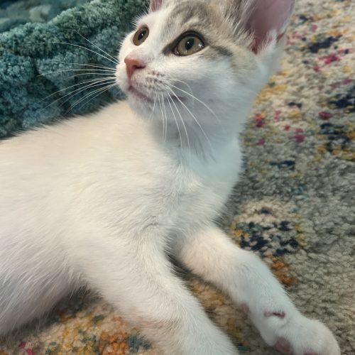 Enlarge Twiggy, a Adoptable Domestic Short Hair in Gaithersburg, MD image 2/3