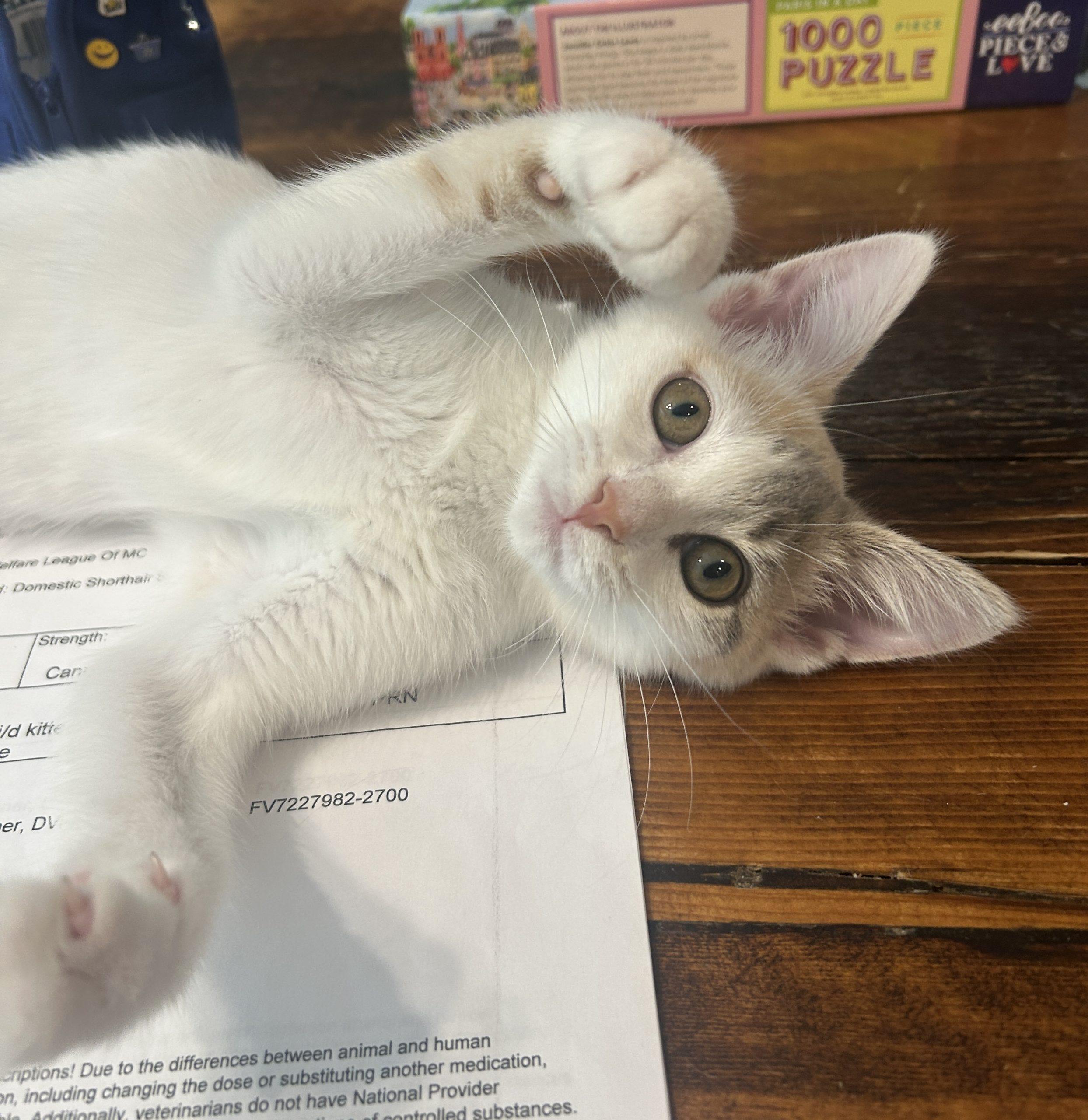 Enlarge Twiggy, a Adoptable Domestic Short Hair in Gaithersburg, MD image 3/3