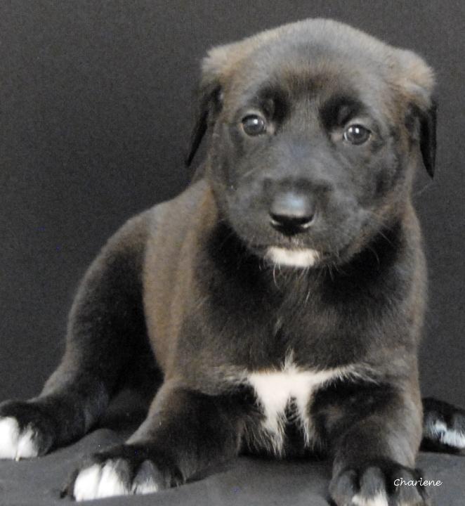 Squirtle, adopted, Puppy Female Irish Wolfhound & Bluetick Coonhound.
