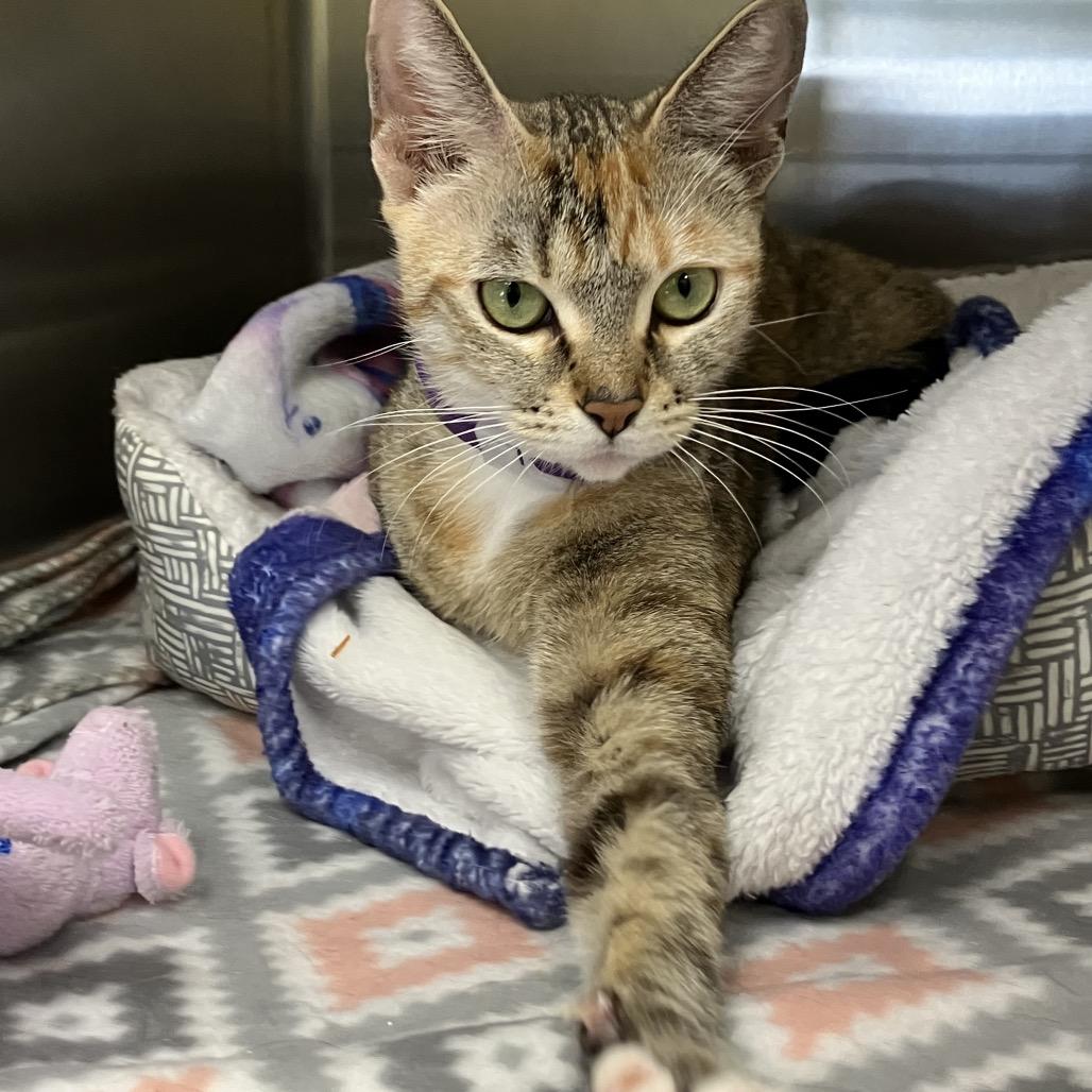 Starburst, Adoptable, Adult Female Domestic Short Hair.