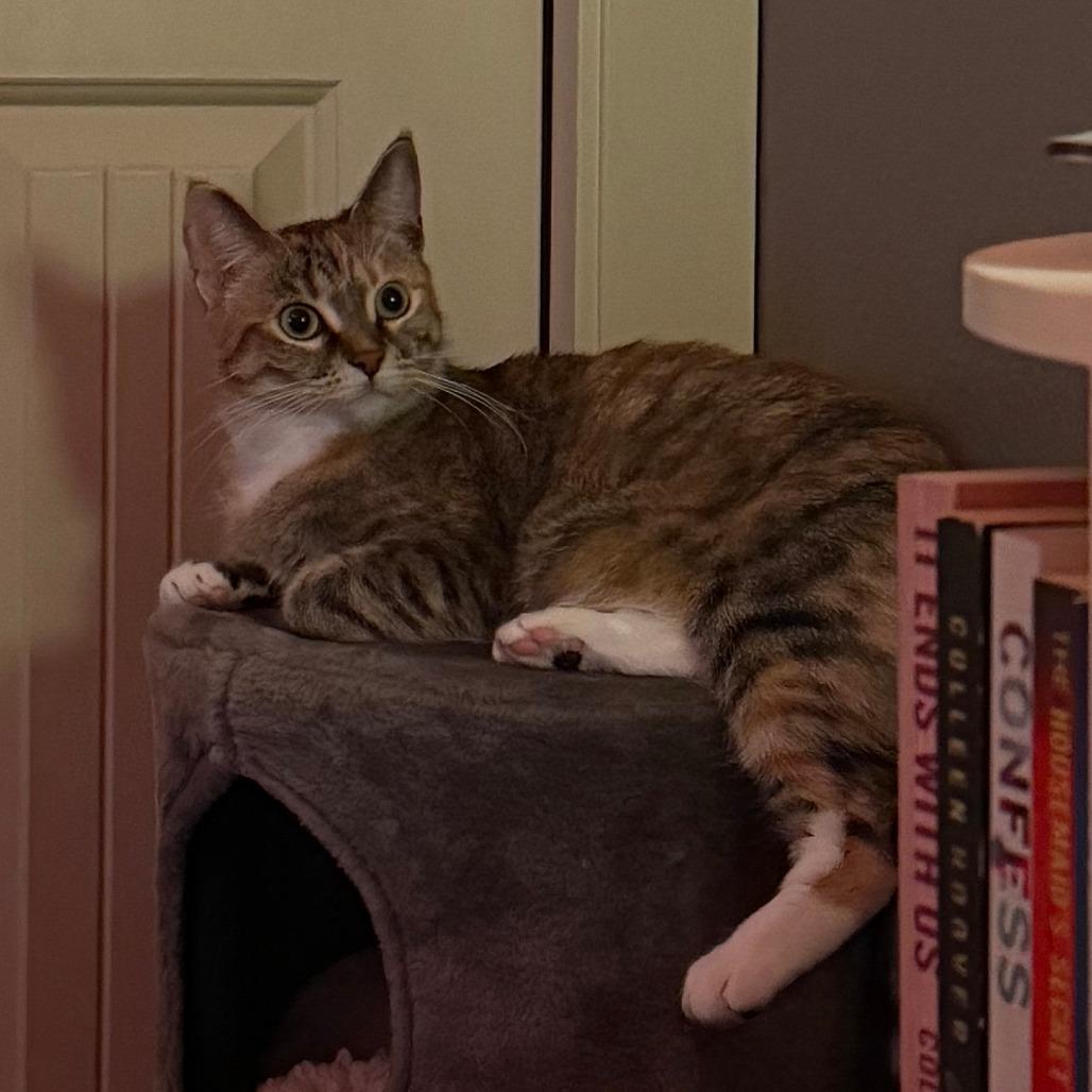 Starburst, a Adoptable Domestic Short Hair in Keizer, OR image 2/4