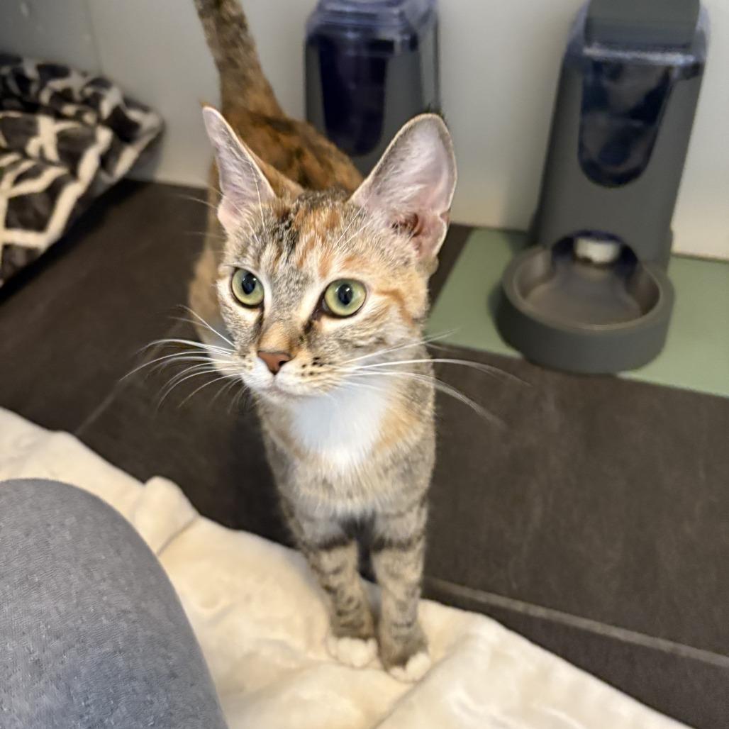 Starburst, a Adoptable Domestic Short Hair in Keizer, OR image 3/4