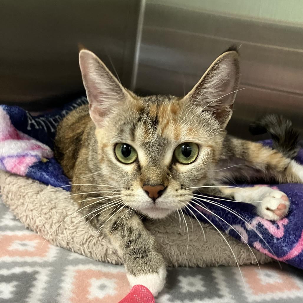 Starburst, a Adoptable Domestic Short Hair in Keizer, OR image 4/4