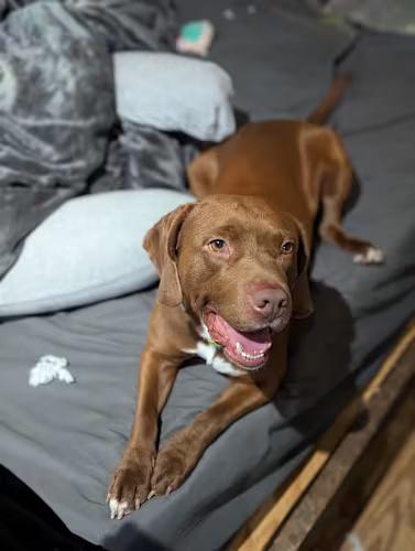 Chewy, a Adoptable mixed breed in INDIANAPOLIS, IN image 4/6