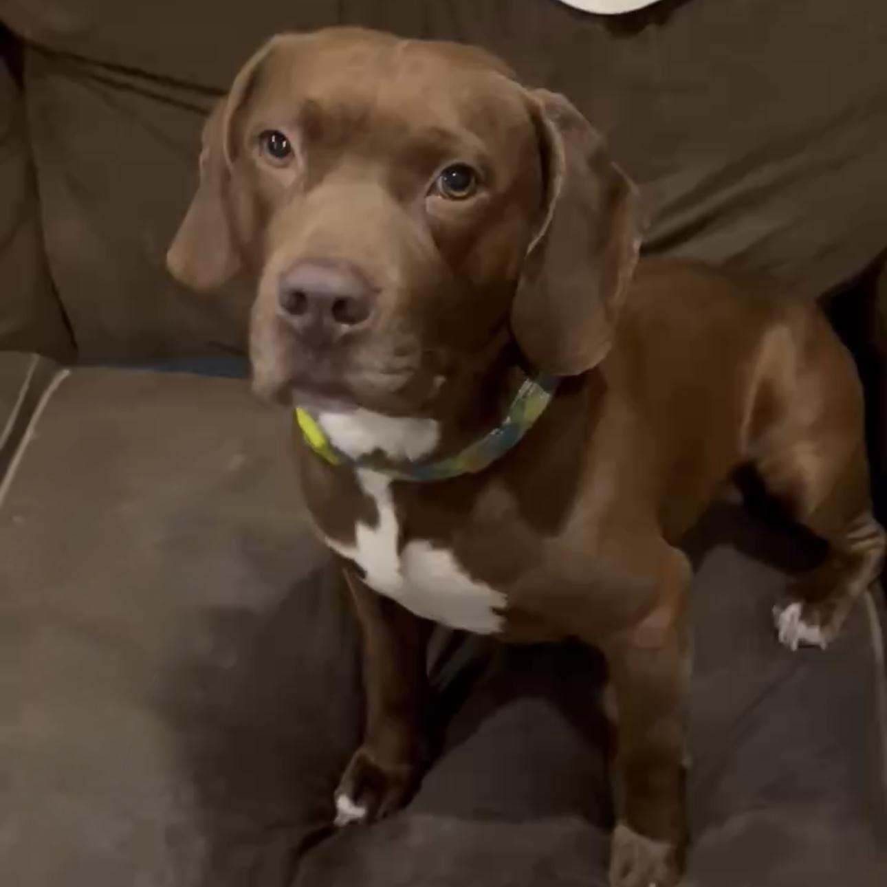 Chewy, a Adoptable mixed breed in INDIANAPOLIS, IN image 6/6