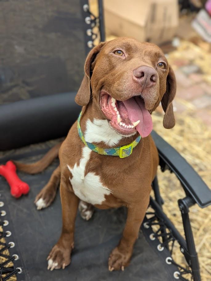 Chewy, Adoptable, Adult Male Beagle & Labrador Retriever.